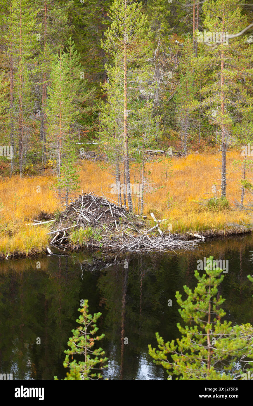 Beaver lodge am Ufer Flusses Stockfoto