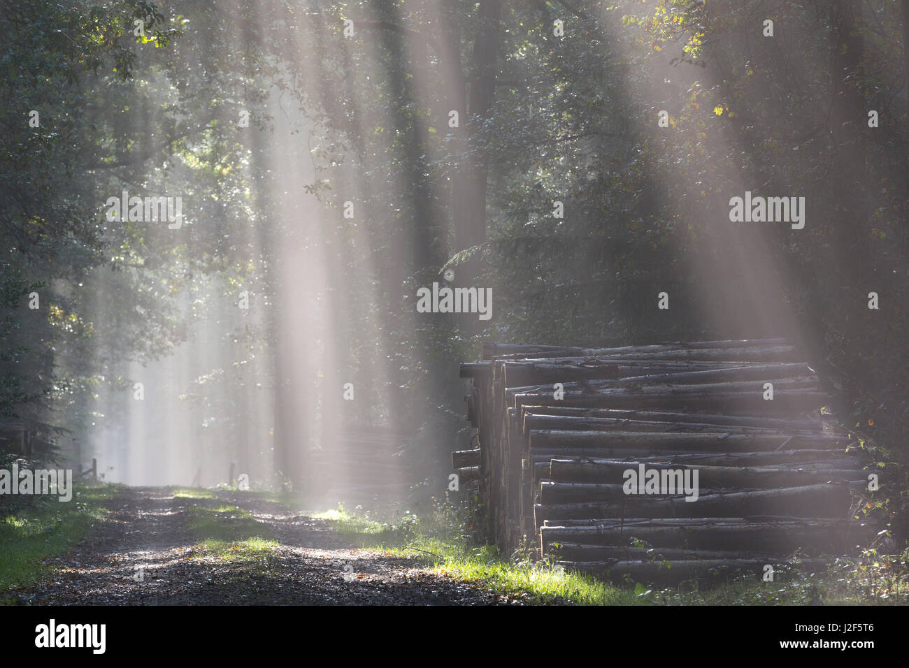 Gefällte Bäume mit crepuscular rays Stockfoto