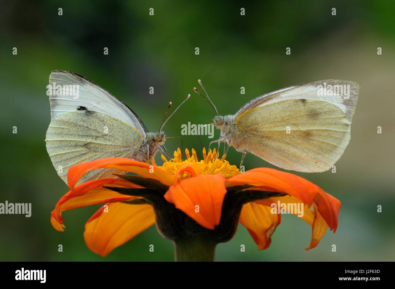 Große weiße im Blumengarten in Nahaufnahme Stockfoto