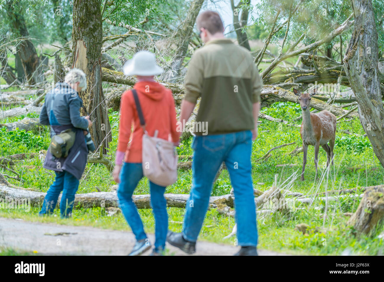 Die Menschen Sie betrachten und Fotografieren von einem Rothirsch Hind in Weide Wald in das Naturreservat Oostvaardersplassen in den Niederlanden Stockfoto