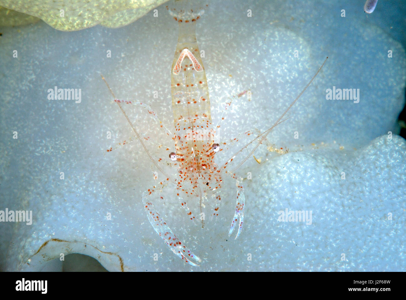 Periclimenes Sagittifer ist eine farbige Garnele, der unter den Tentakeln eine Snakelocks Anemone lebt Stockfoto