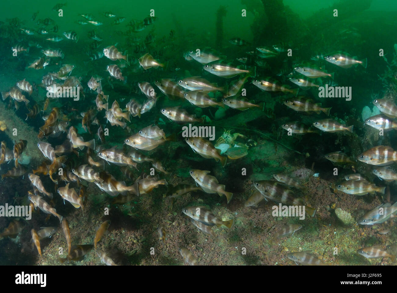 Schmollend halten sich in Linie in um Schiffswracks. Stockfoto