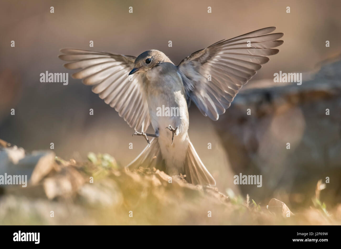 Grauschnäpper Landung Stockfoto