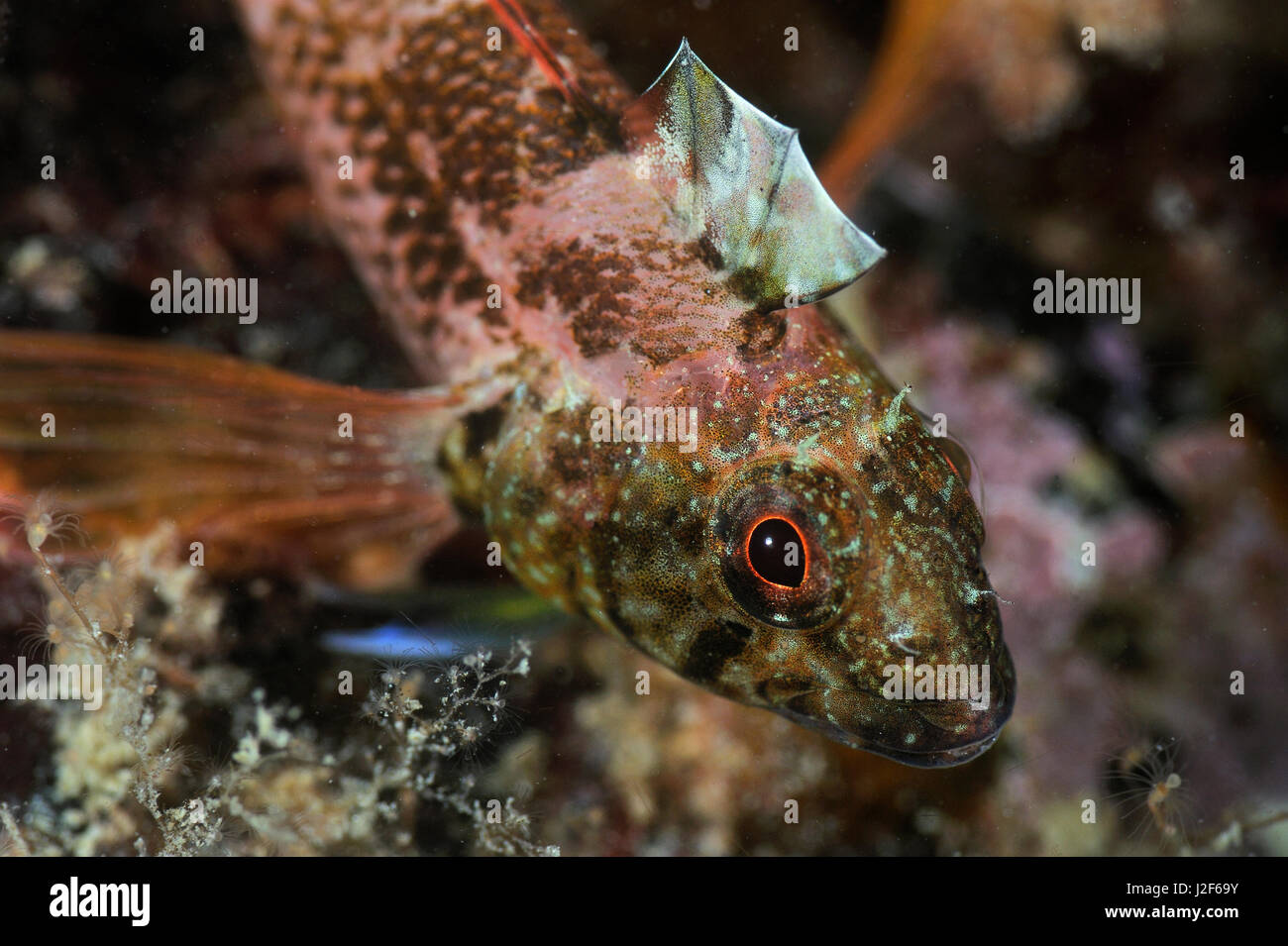 Die schwarze Leitung Blenny lebt in flachen Gewässern von Südengland bis zum Mittelmeer. Das Männchen ist auffällig gefärbt. Stockfoto