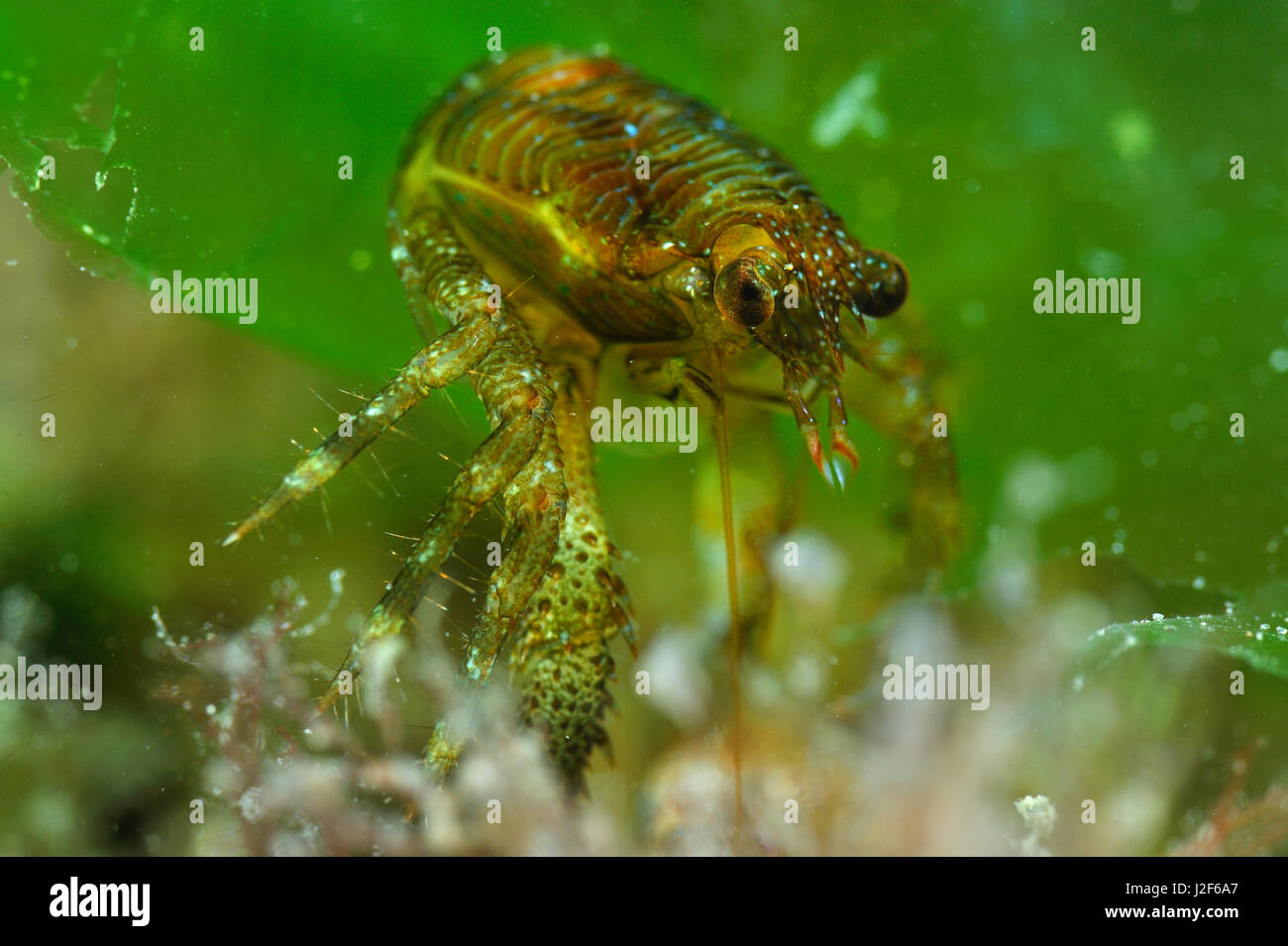 Galathea ist gerade aus seinem alten Aussenschild gekrochen. Stockfoto