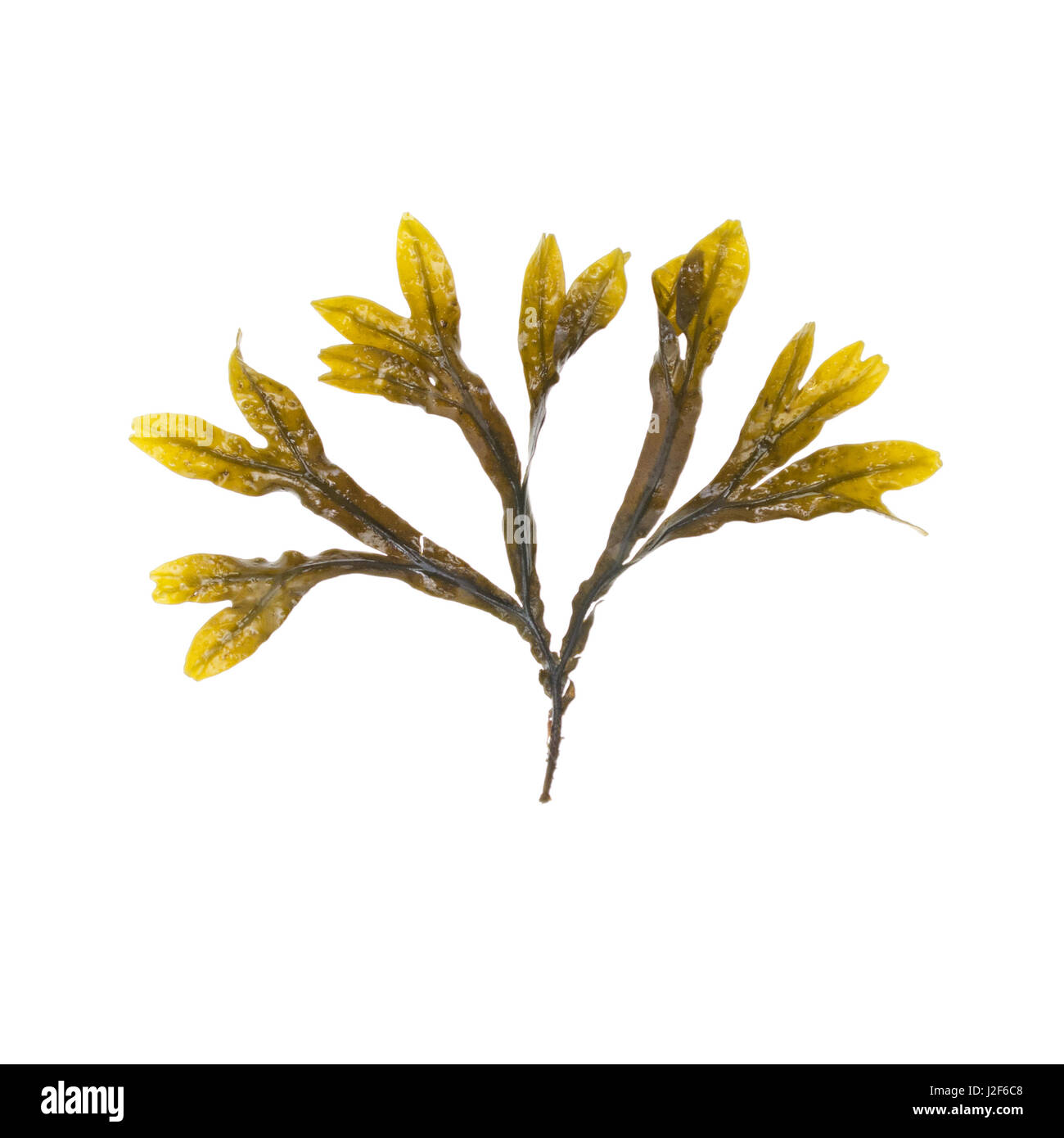 Fucus SP., wahrscheinlich Fucus Vesiculosus; Bracy Cove, Maine Stockfoto