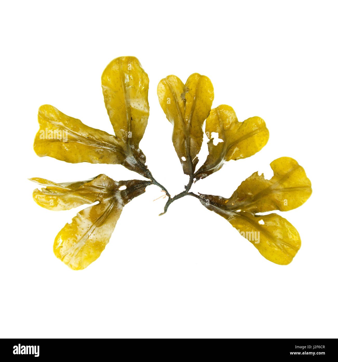 Fucus SP, Bracy Cove, Maine. Stockfoto