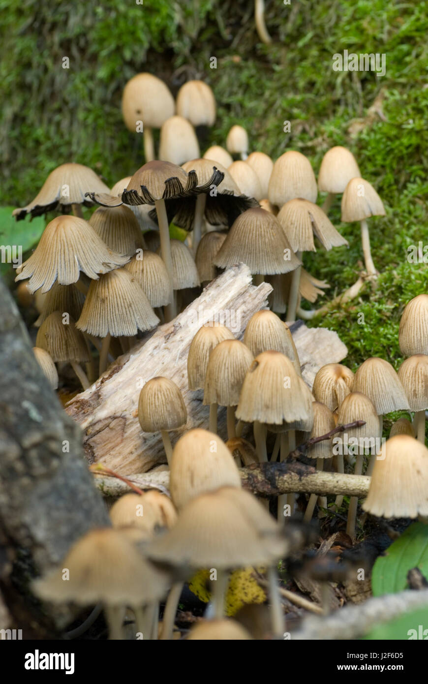 Glitzernde Inkcaps (Coprinus Micaceus) wächst im Wald. Stockfoto