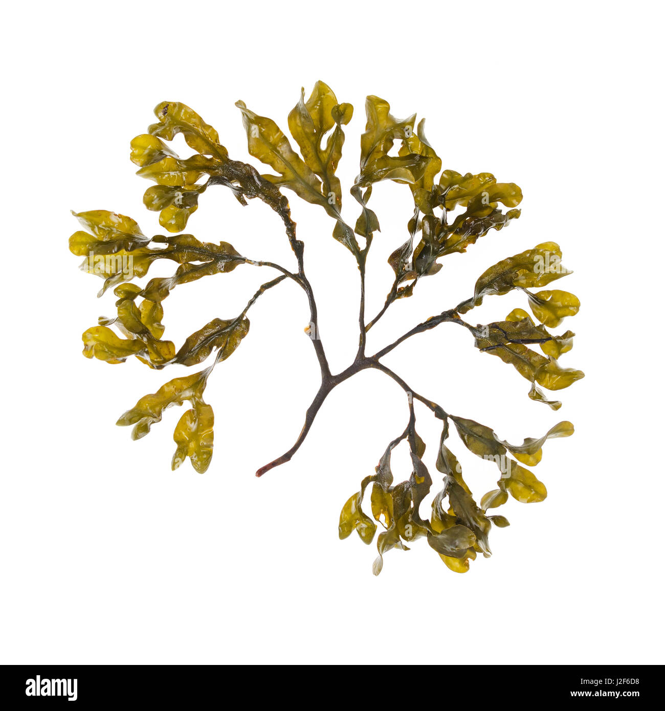 Fucus sp.; Bracy Cove, Maine Stockfoto