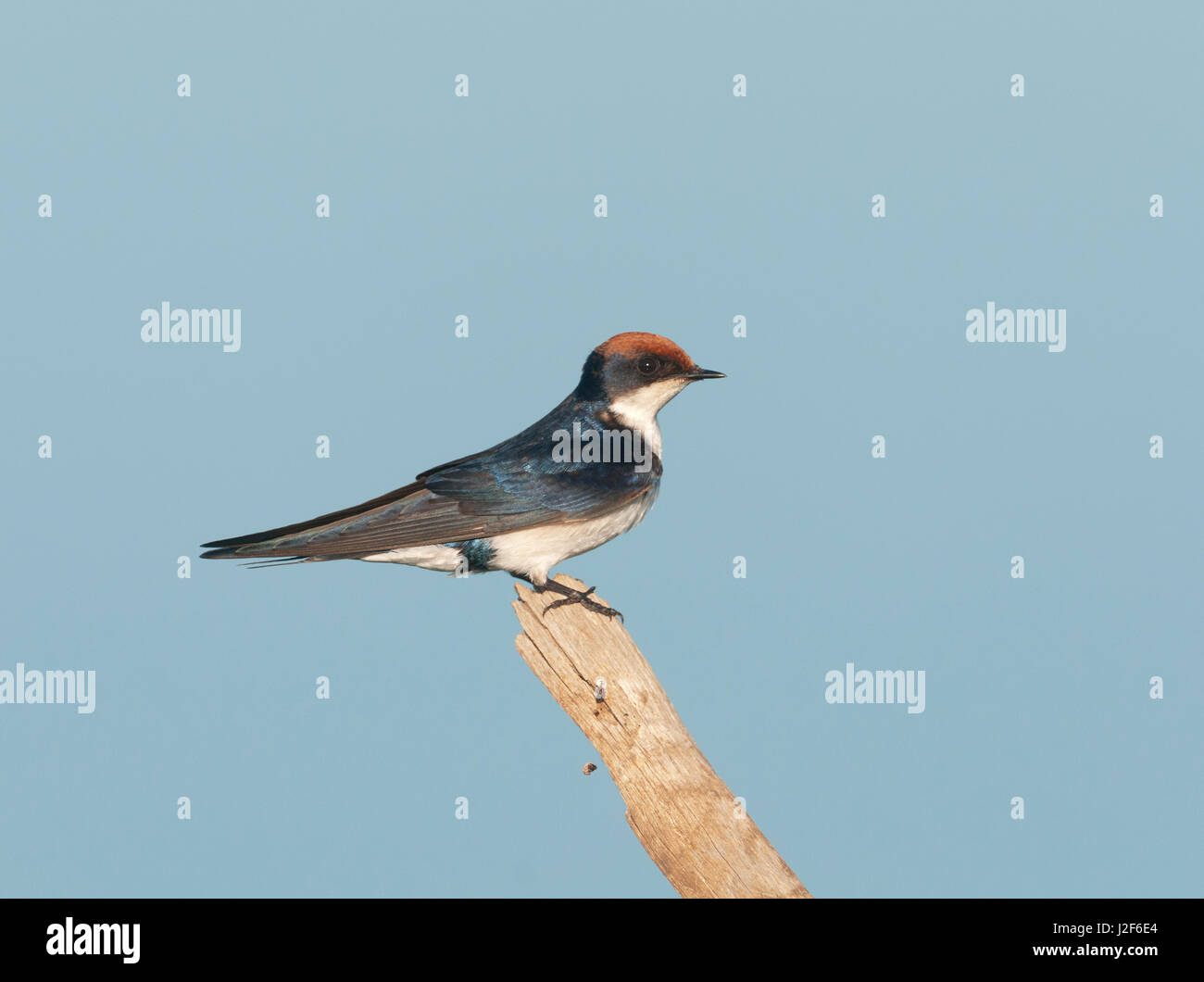 Draht-angebundene Schwalbe Stockfoto