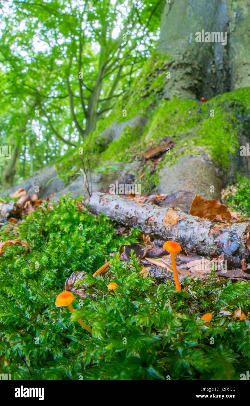 Orange Mosscap in einem Laubwald Stockfoto