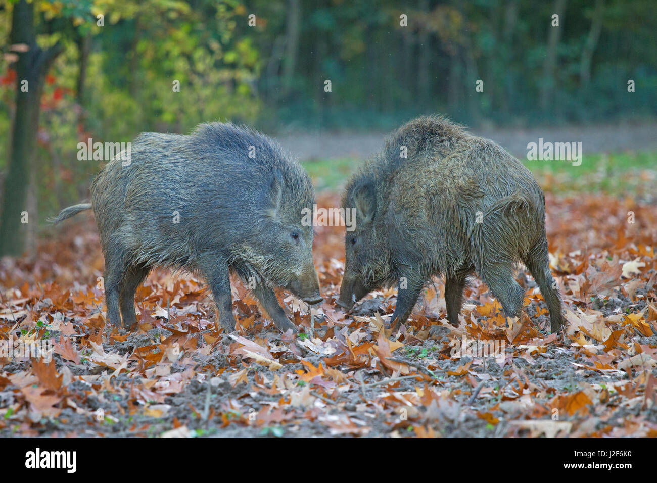 Foto von zwei kämpfenden Wildschweine Stockfoto