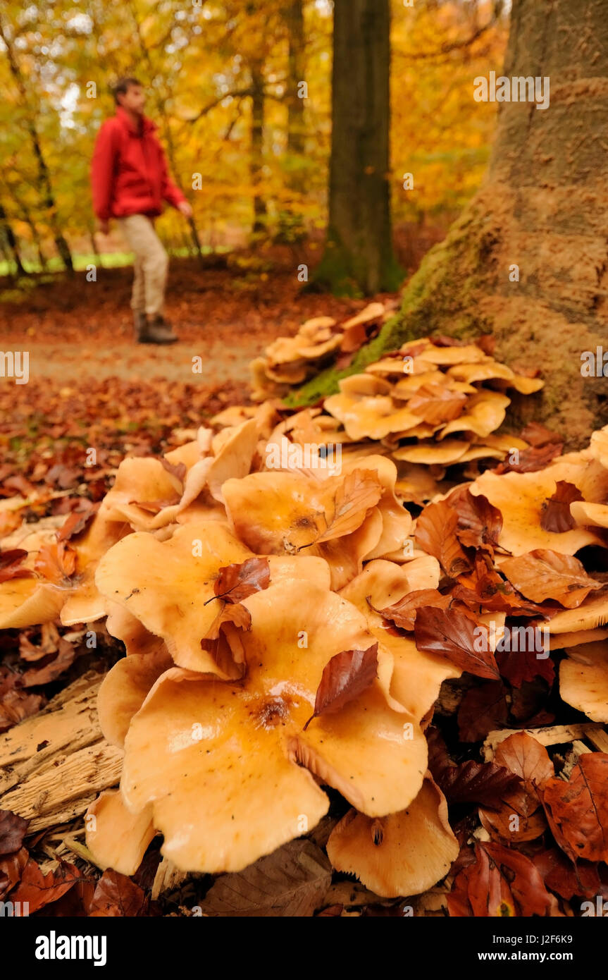 Wanderer im herbstlichen Wald mit Pilzen im Vordergrund Stockfoto