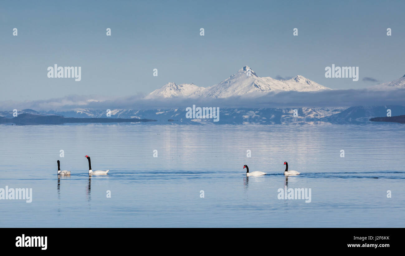 Zwei paar Schwarzhalstaucher Schwäne schwimmen im patagonischen fjord Stockfoto