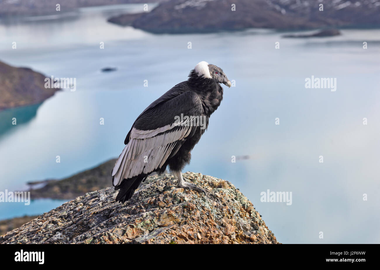 Andenkondor, sitzen auf den Felsen über einem See Stockfoto