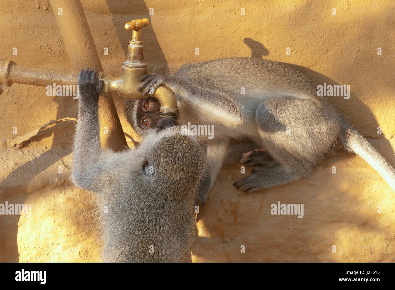 Trinken Vervet Affen auf einem Wasserhahn Stockfoto