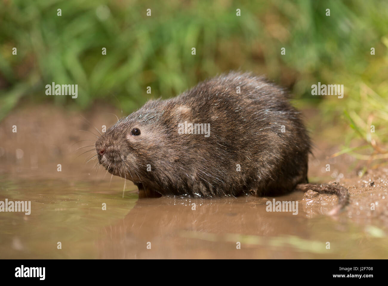 Eine europäische Wasser-Wühlmaus Stockfoto