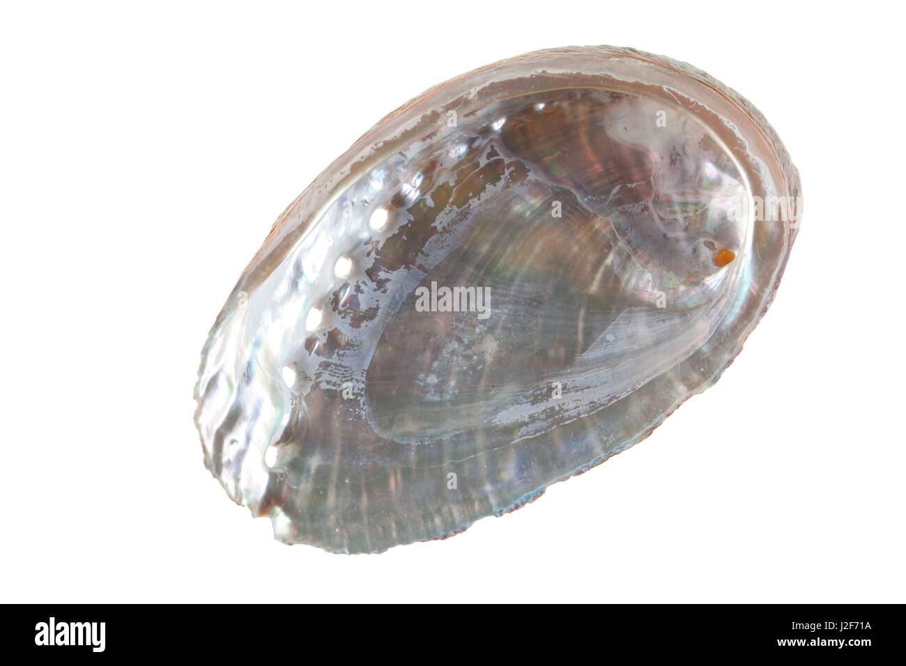 Abalone-Muschel auf dem weißen Hintergrund isoliert Stockfoto