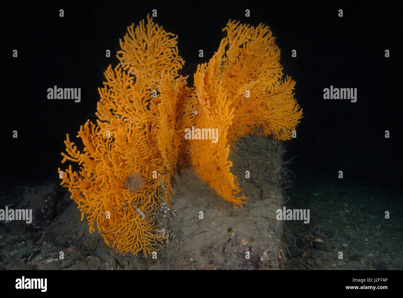 Die Paramuricea Placomus ist eine weiche Korallenarten, die haben einer Breite von mehr als einem Meter und ist in der Regel im kalten Wasser des Atlantiks gefunden. Stockfoto