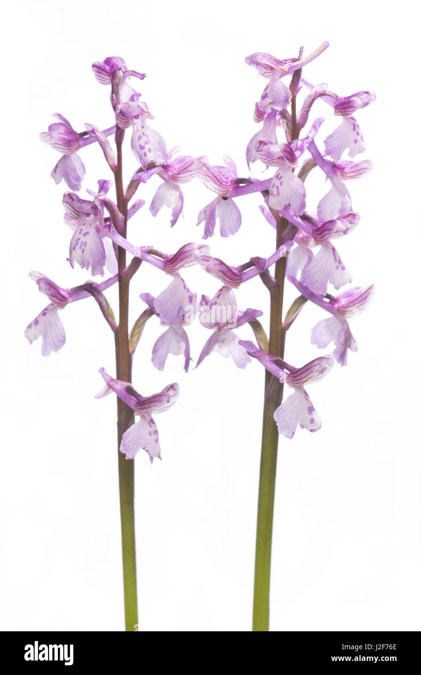 Zwei grün-winged Orchideen auf weißen Hintergrund isoliert Stockfoto