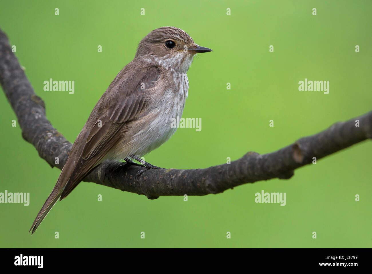Grauschnäpper (Muscicapa Striata) auf einem Ast Stockfoto