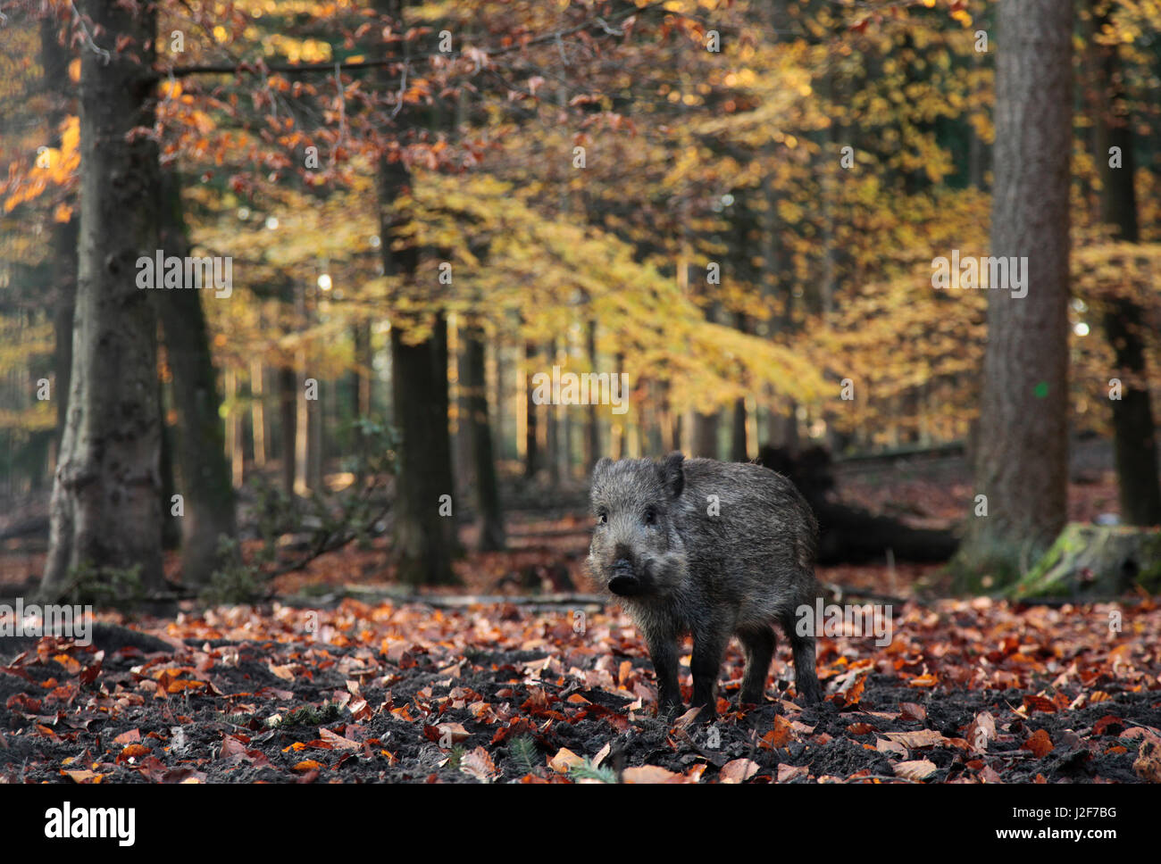 Wildschwein in einer Beechforest im Herbst. Stockfoto