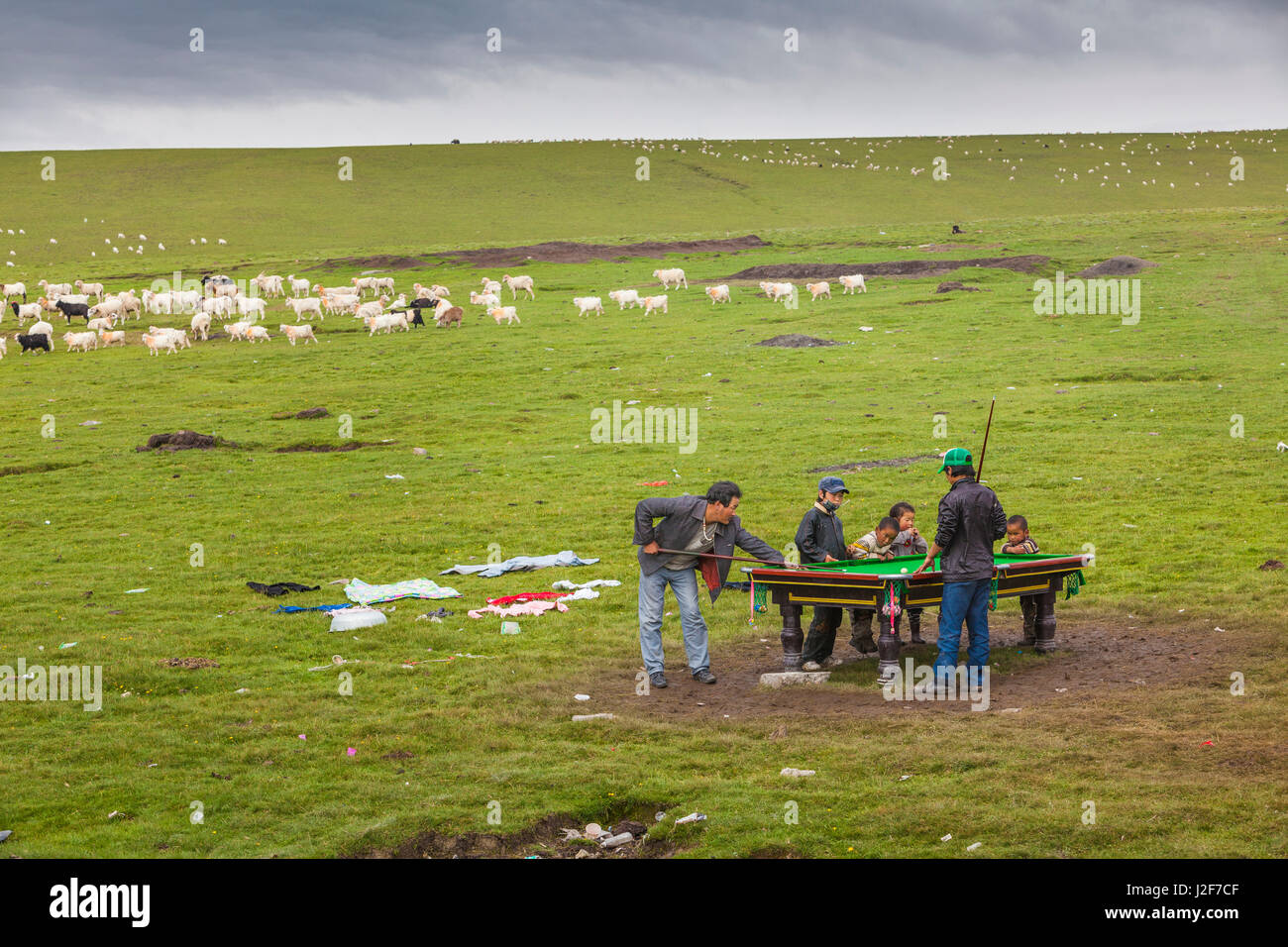 Billard in freier Wildbahn auf dem tibetischen Plateau Stockfoto