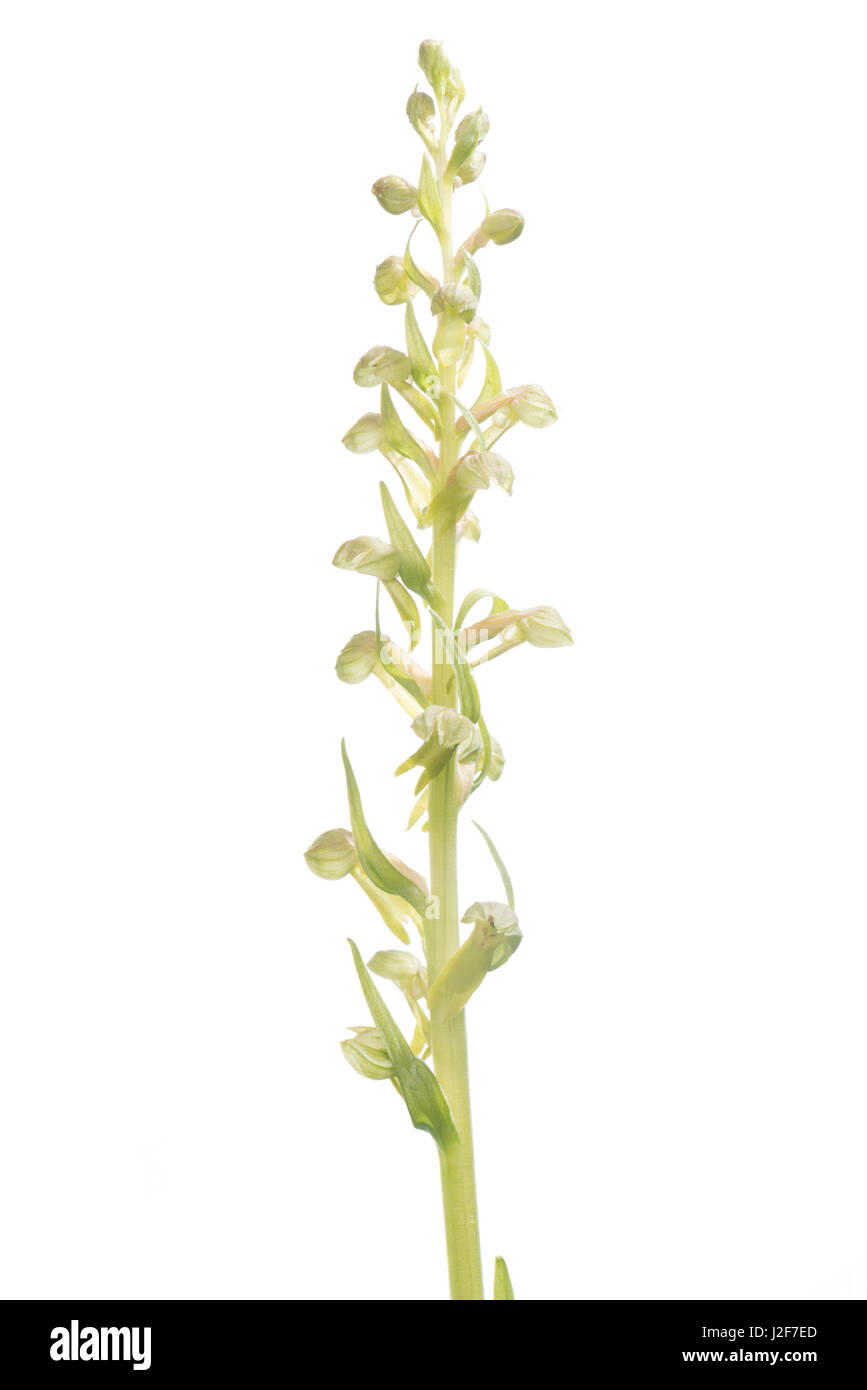 Blühende Orchidee Frosch auf weißen Hintergrund isoliert Stockfoto