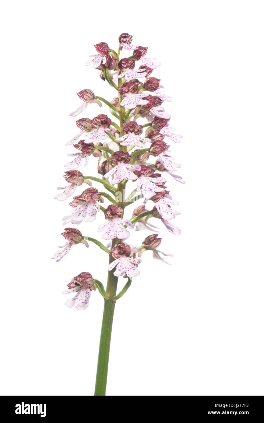 Blühende Lady Orchidee auf weißen Hintergrund isoliert Stockfoto