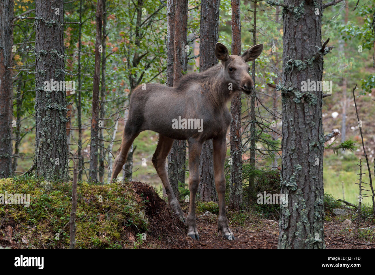 Juvenile eurasischen Elch Stockfoto