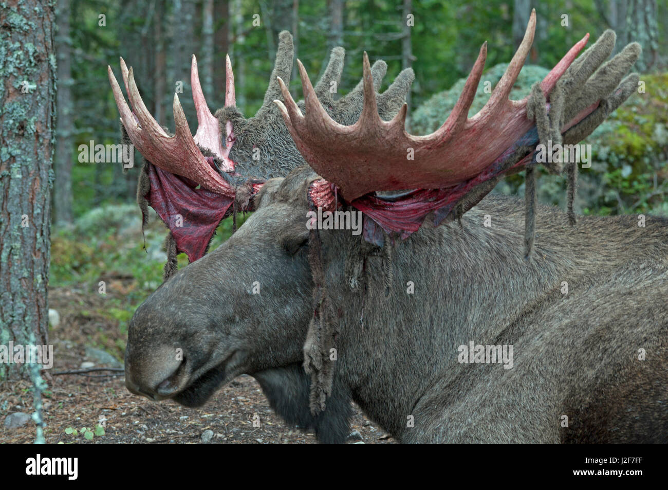 Männliche eurasischen Elch Stockfoto