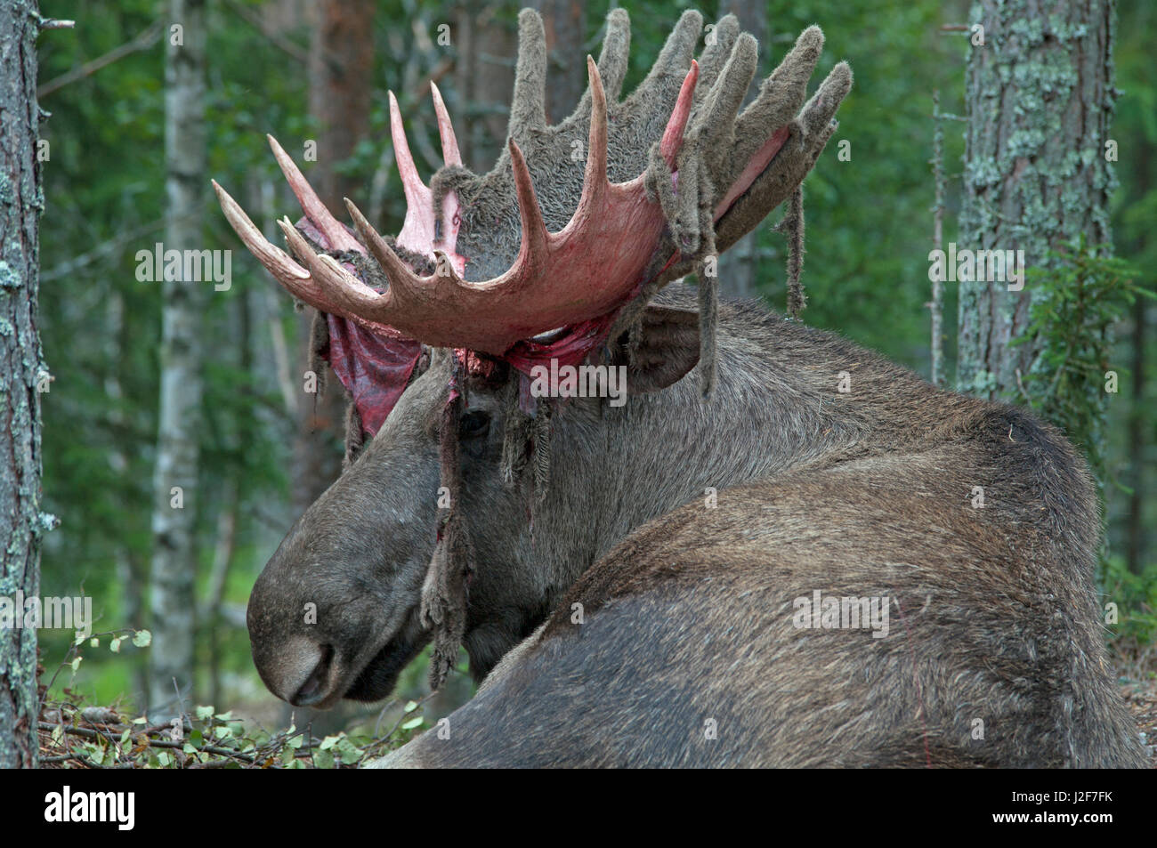 Männliche eurasischen Elch Stockfoto