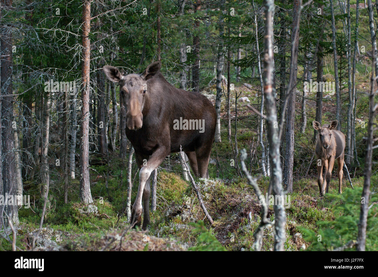 Eurasischen Elch (Alces Alces) Mutter und Jungtier Stockfoto