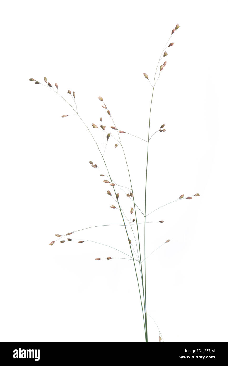 Holz Melick auf weißen Hintergrund isoliert Stockfoto