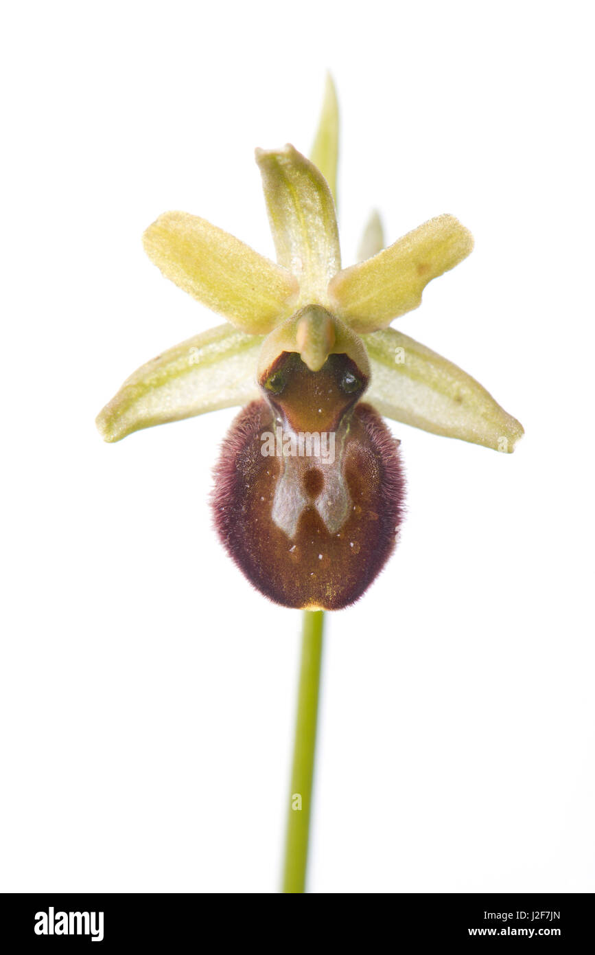 Blühende Orchideen frühen Spinne auf weißen Hintergrund isoliert Stockfoto