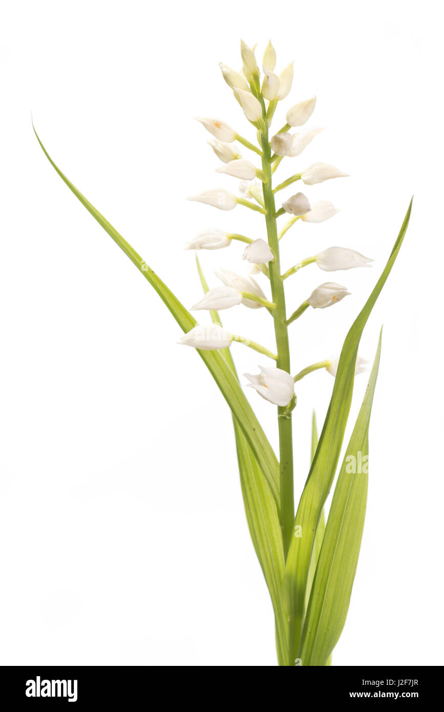 Schwert-leaved Helleborine auf weißen Hintergrund isoliert Stockfoto