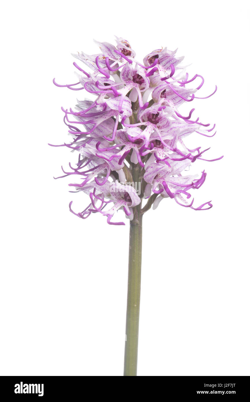 Blühende Orchidee Affe auf weißen Hintergrund isoliert Stockfoto