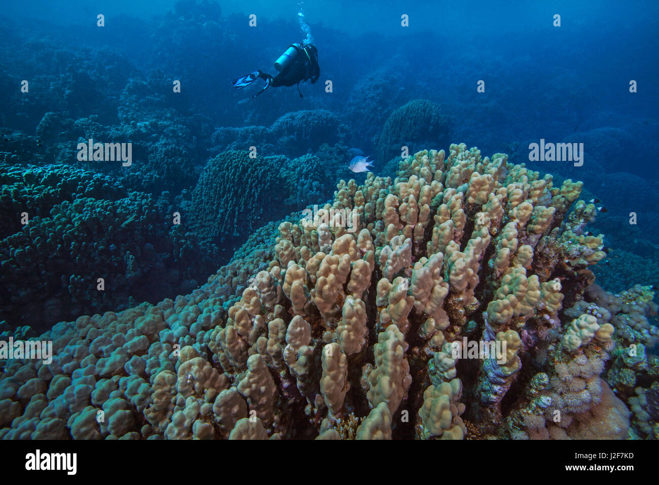 Scuba Diver steigt über bergige schwer Korallenriffen im Roten Meer vor der Küste Südägypten. Stockfoto