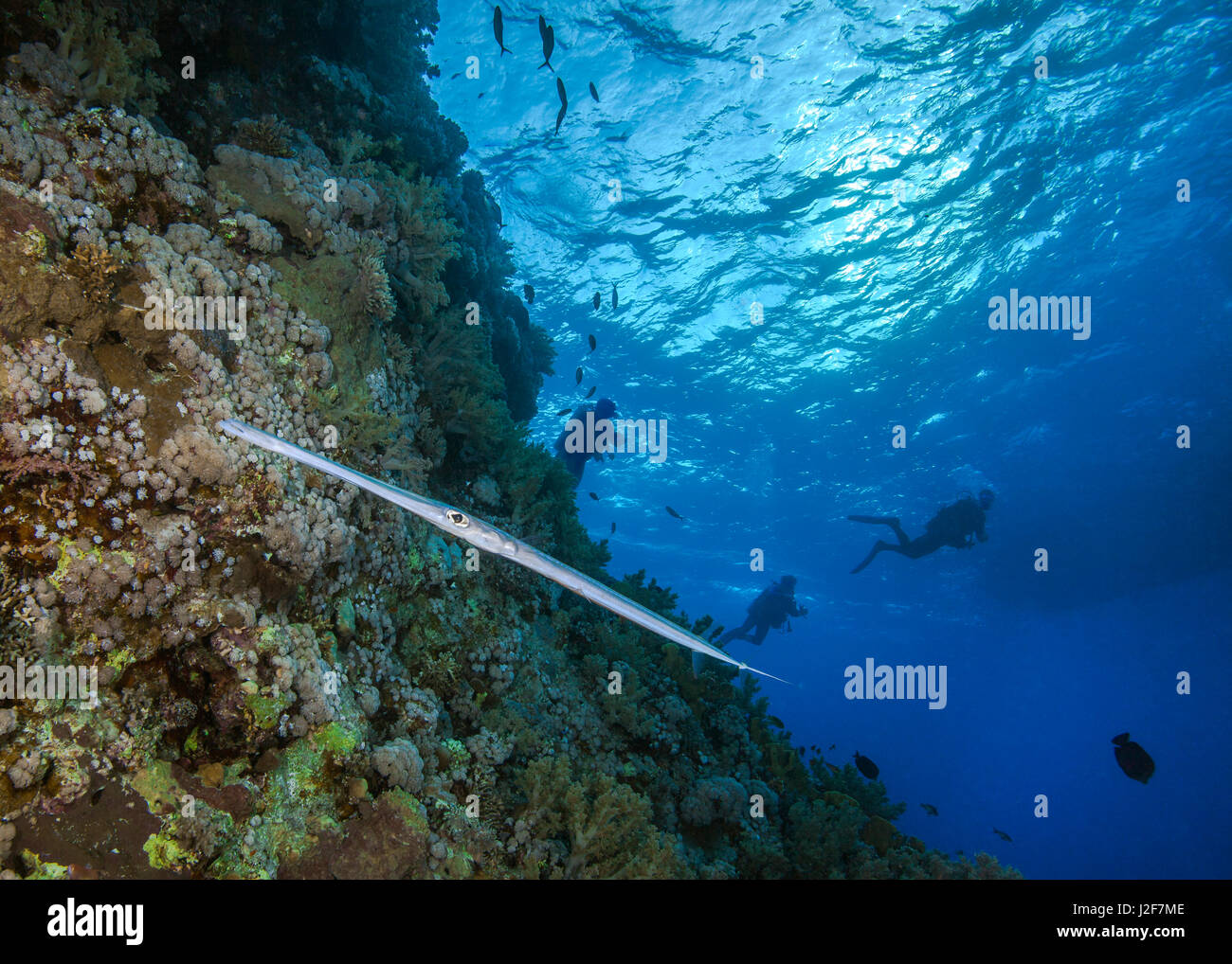 Coronetfish ernähren sich von Bruder Insel im Roten Meer mit Taucher im Blauwasser Hintergrund abhebt. Stockfoto