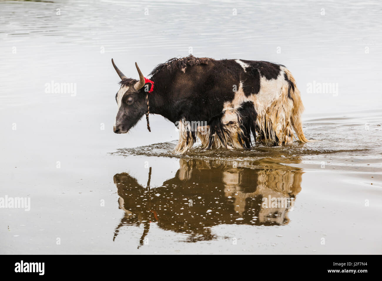 Ein Yak Überquerung eines Flusses Stockfoto