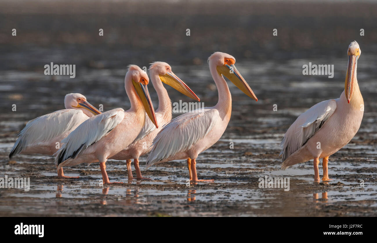 Gruppe der große weiße Pelikane auf der Aue in Walvisbaai Stockfoto