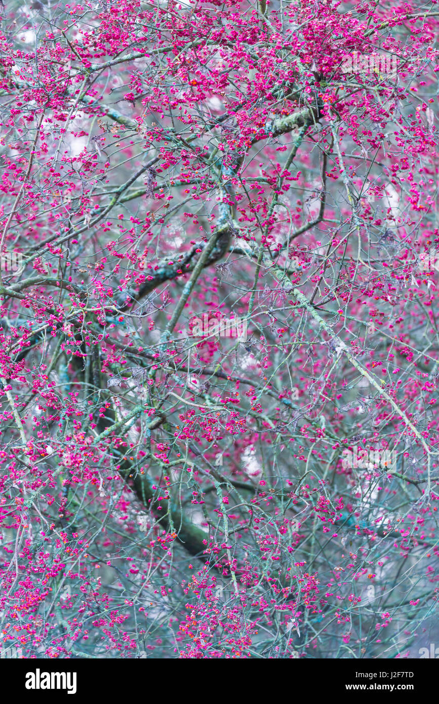 Europäische Spindel Baum mit Beeren im Herbst Stockfoto