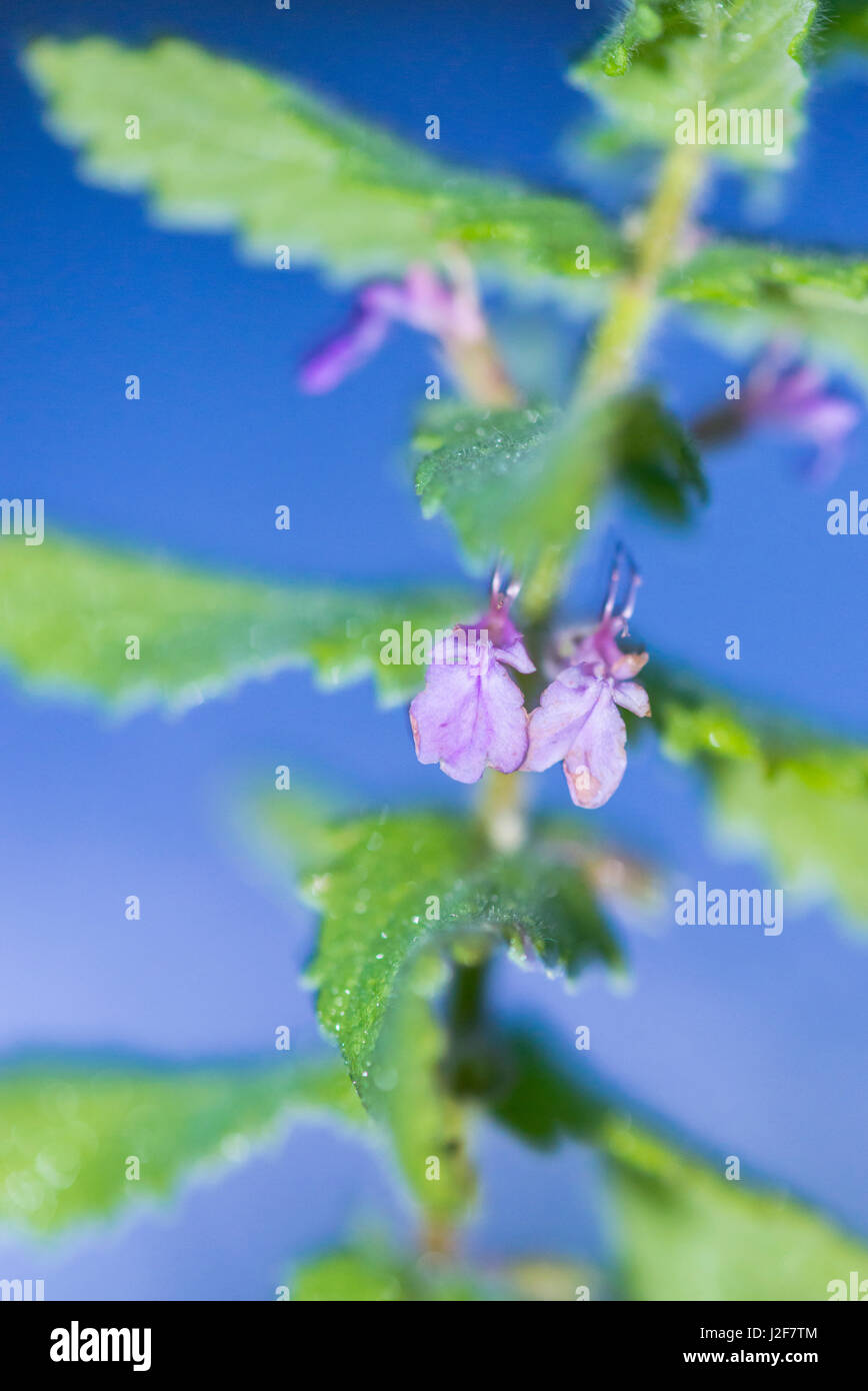 Wasser-Gamander Blüte, eine seltene Art in verstreuten Standorten in Europa gefunden Stockfoto