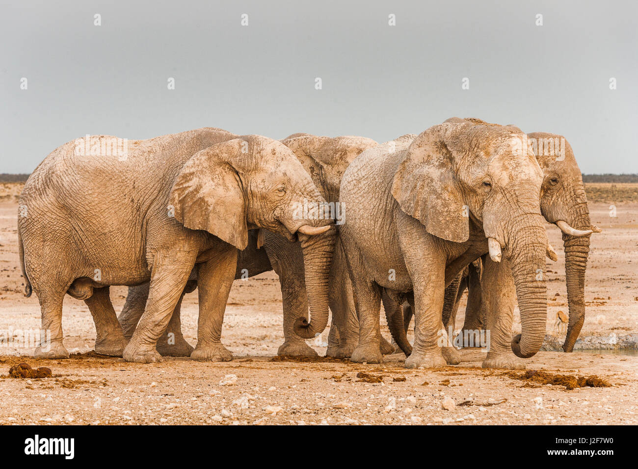 Gruppe der afrikanischen Elefanten-Bullen am Wasserloch Stockfoto