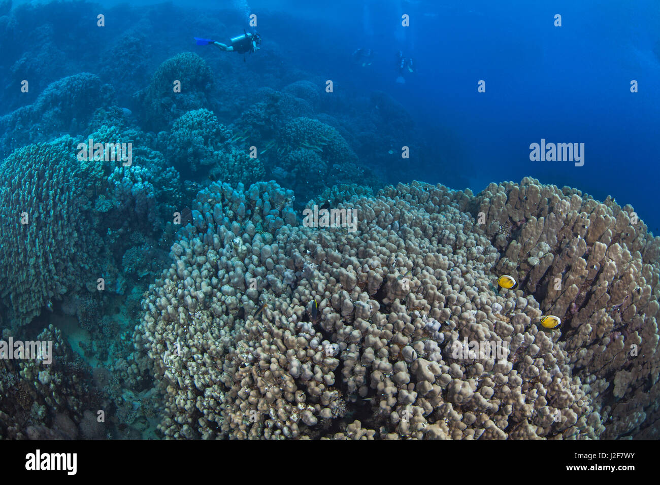 Scuba Diver fliegt scheinbar über bergige Korallen im Roten Meer vor der Küste Südägypten. Stockfoto
