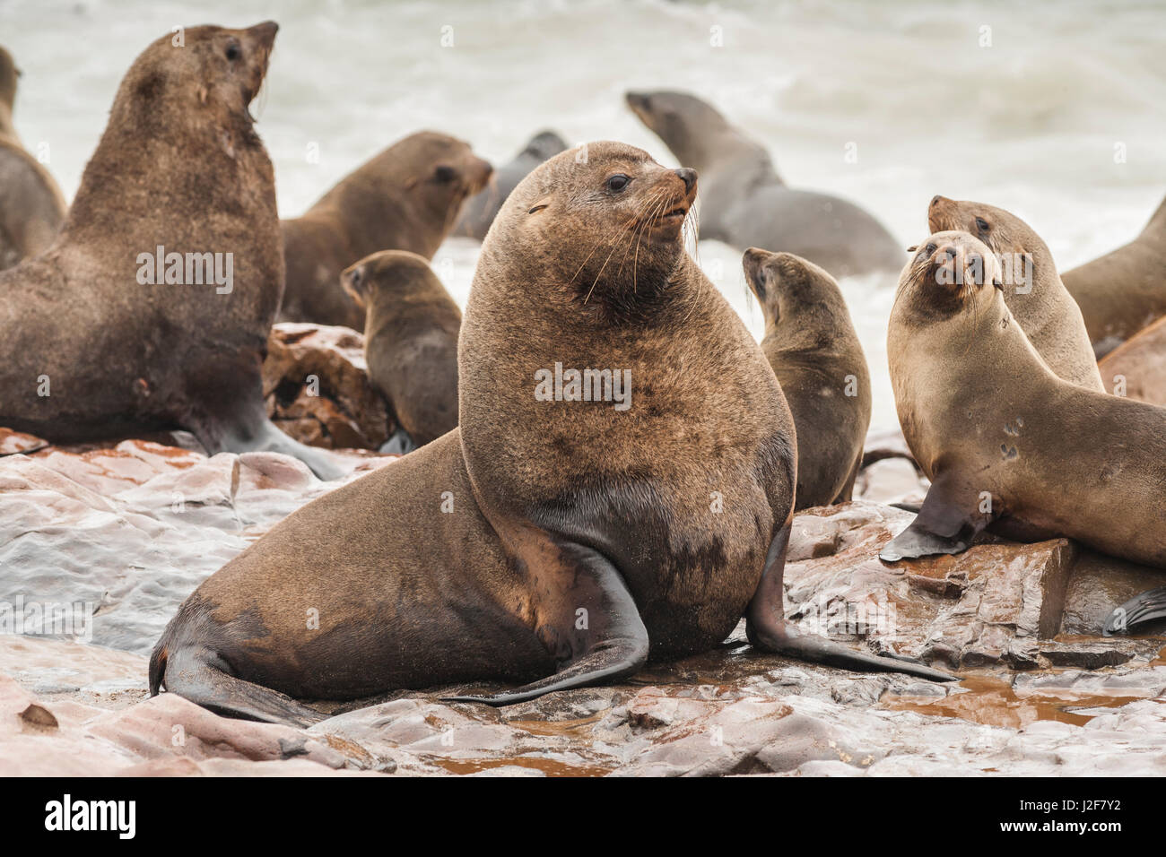 Kap-Pelz-Dichtung Stier Amidts seinen Harem in einer Robbenkolonie Stockfoto Kap-Pelz-Dichtung Stier Amidts seinen Harem in einer Robbenkolonie Stockfoto