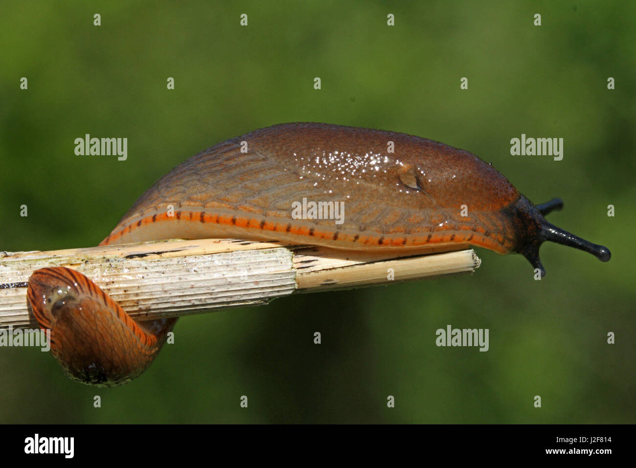 Europäische rote Slug auf Stiel Stockfoto