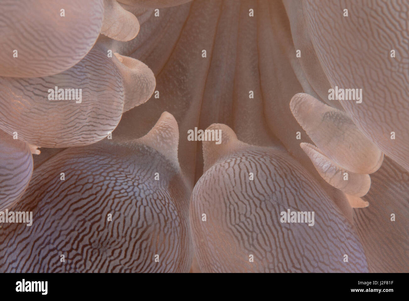 Nahaufnahme von Bubble Coral (Plerogyra sinuosa) zeigt die einzelnen Polypen und innere Struktur. Lembeh Straits, Indonesien. Stockfoto