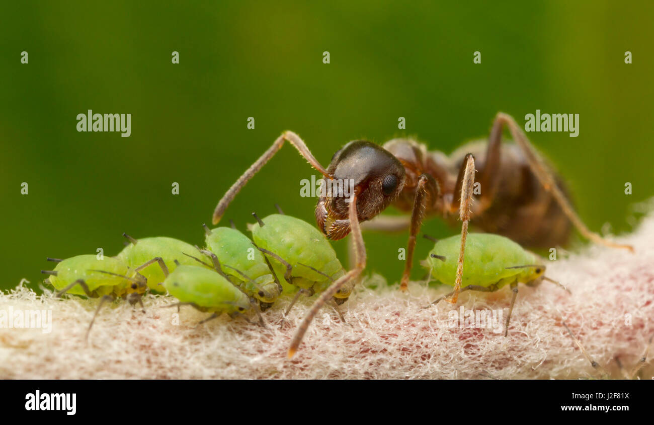 Schwarzer Garten Ameise mit Blattläusen Stockfoto