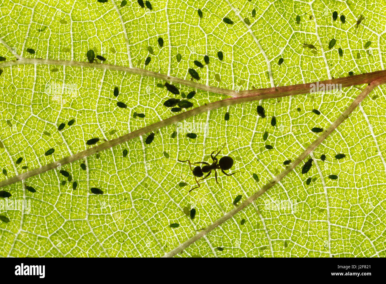 Schwarzer Garten Ameise auf Brennnessel-Blatt mit Blattlaus Kolonie Stockfoto